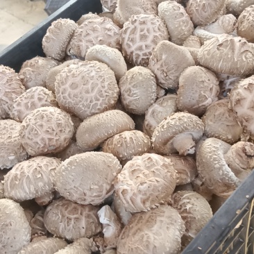 香菇