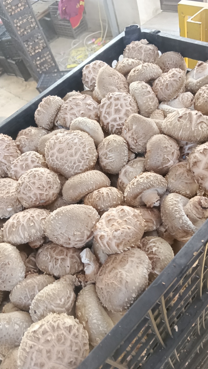 香菇