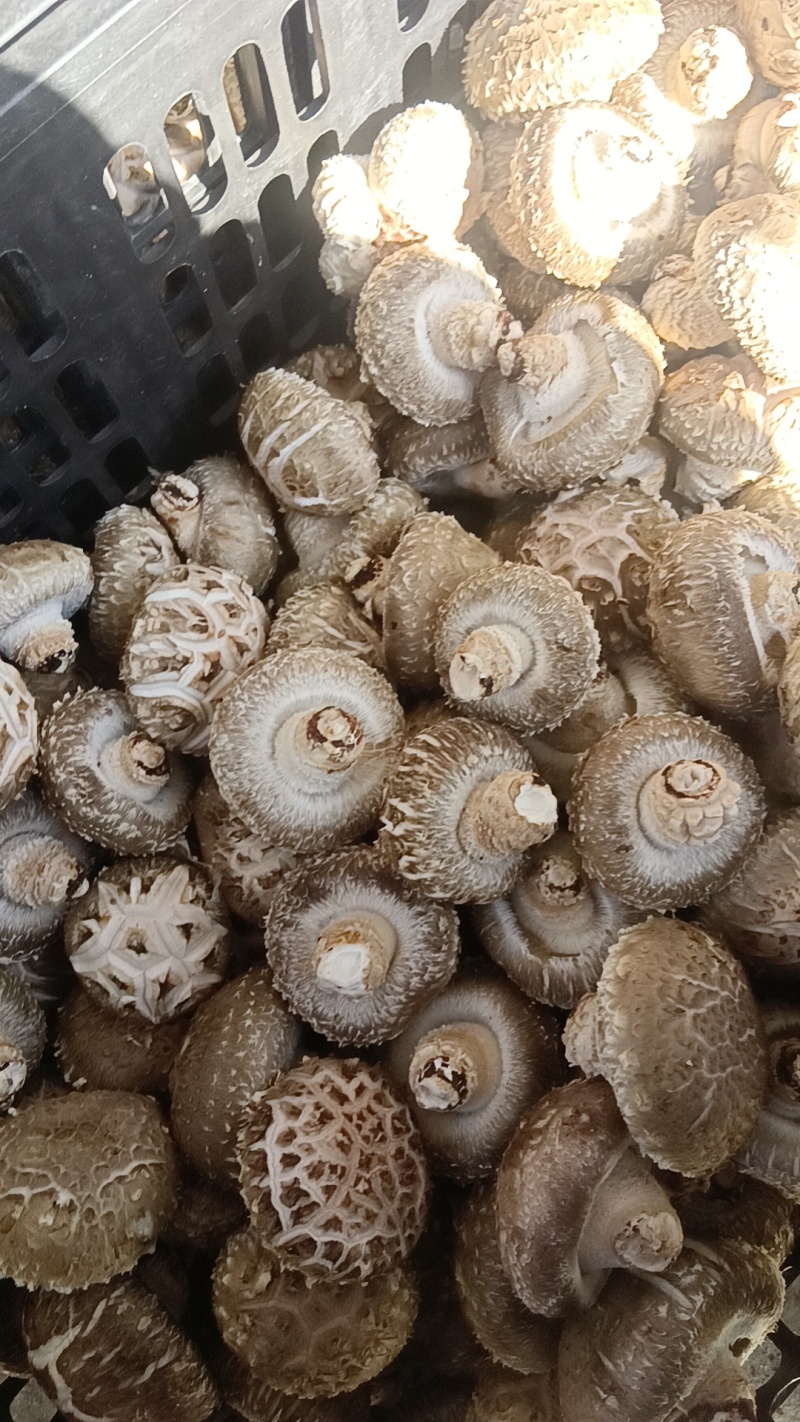 香菇