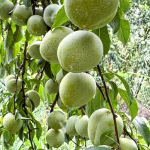 油奈李