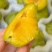 油奈李