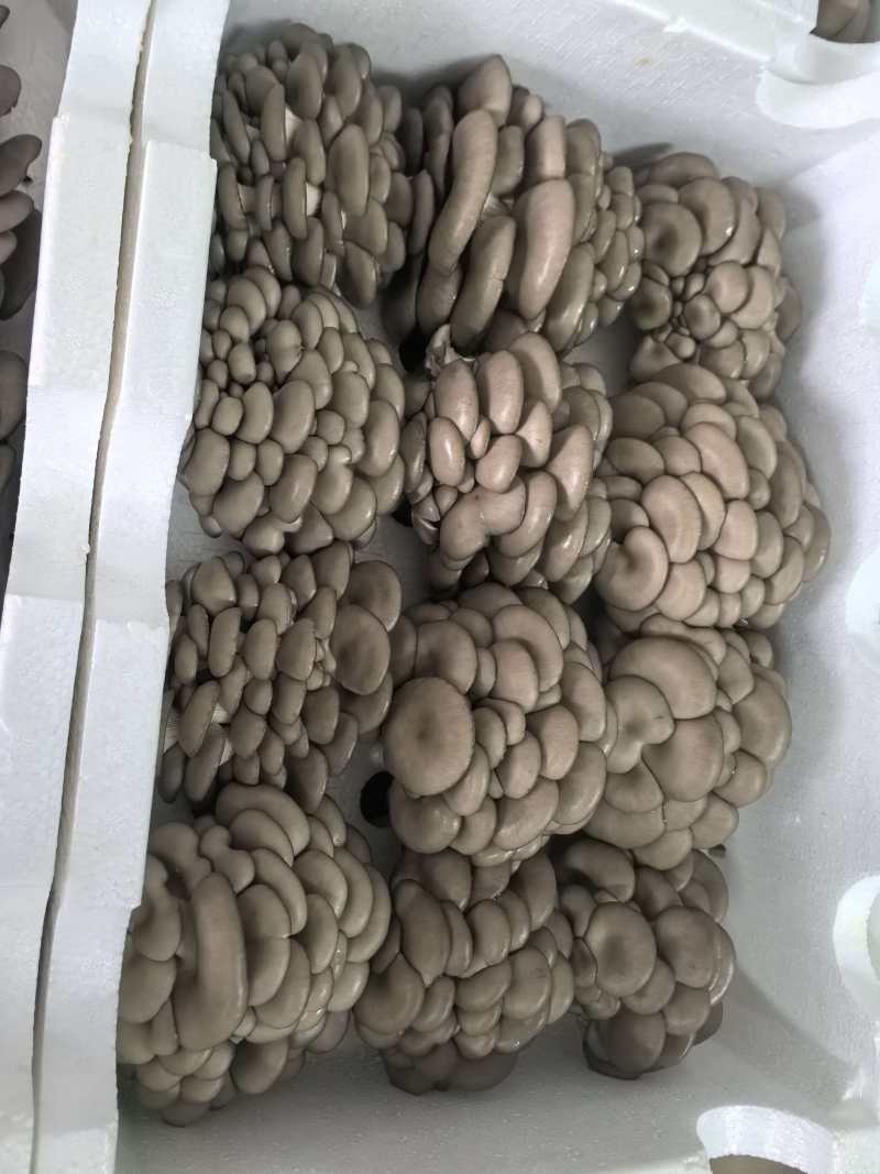 反季节平菇
