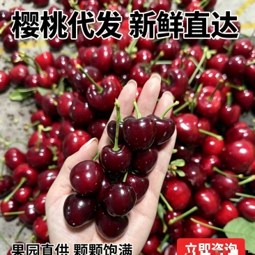 山东大樱桃原产地直发，支持电商一件代发批发，电商利润可观