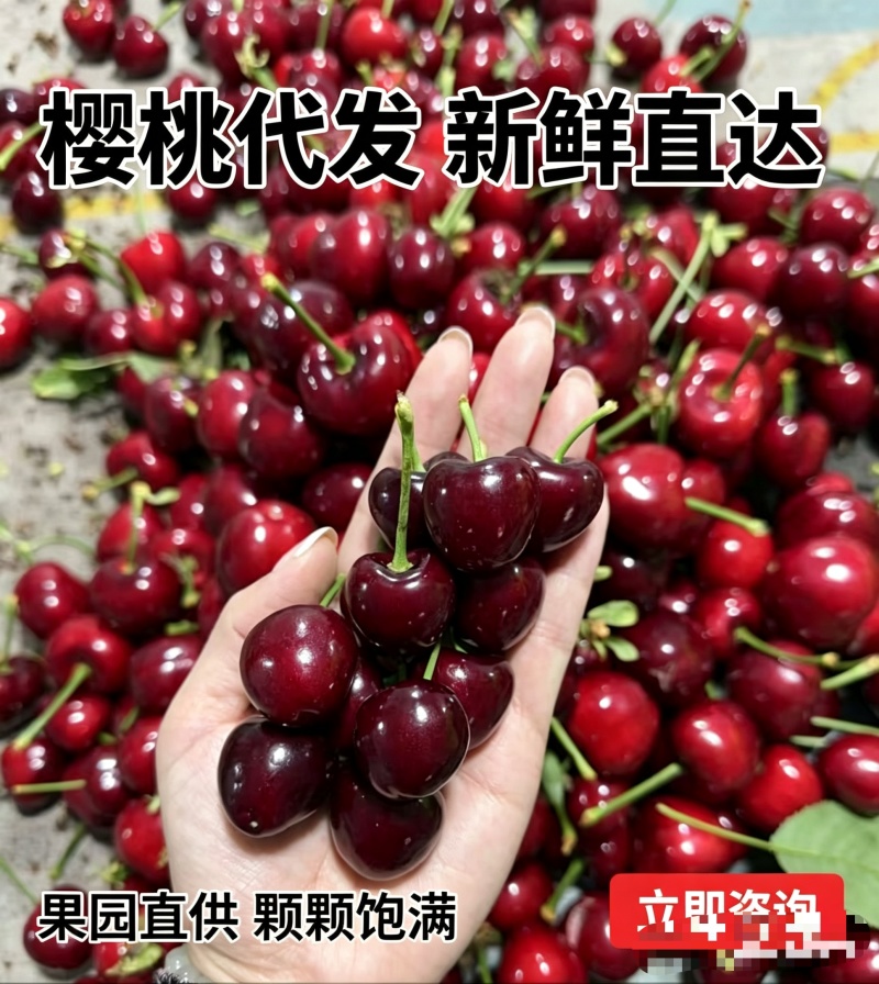 山东大樱桃原产地直发，支持电商一件代发批发，电商利润可观