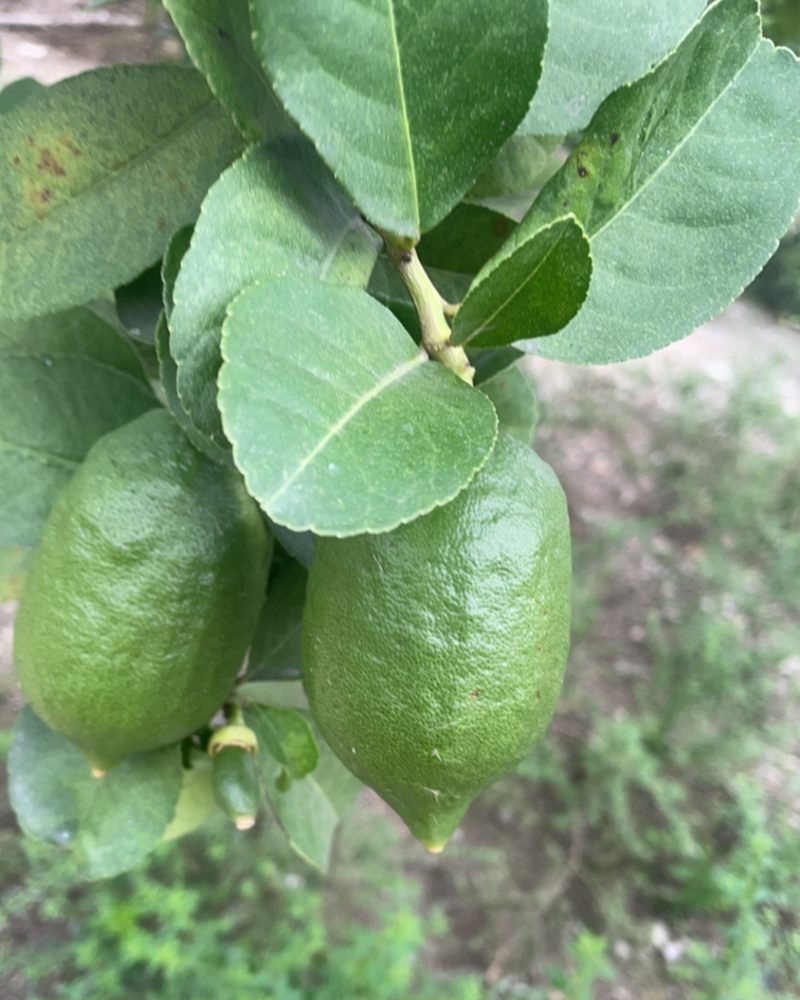 广东香水柠檬