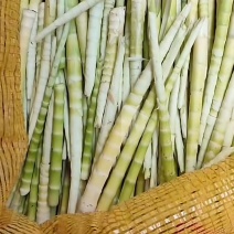 小竹笋
