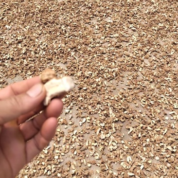 无硫沙姜干片