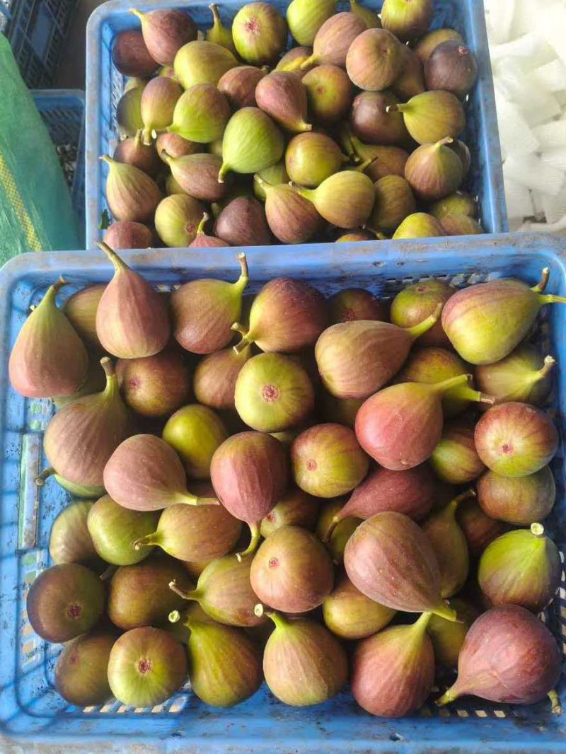 产地直发无花果四季不断货保证质量软糯香甜包破损