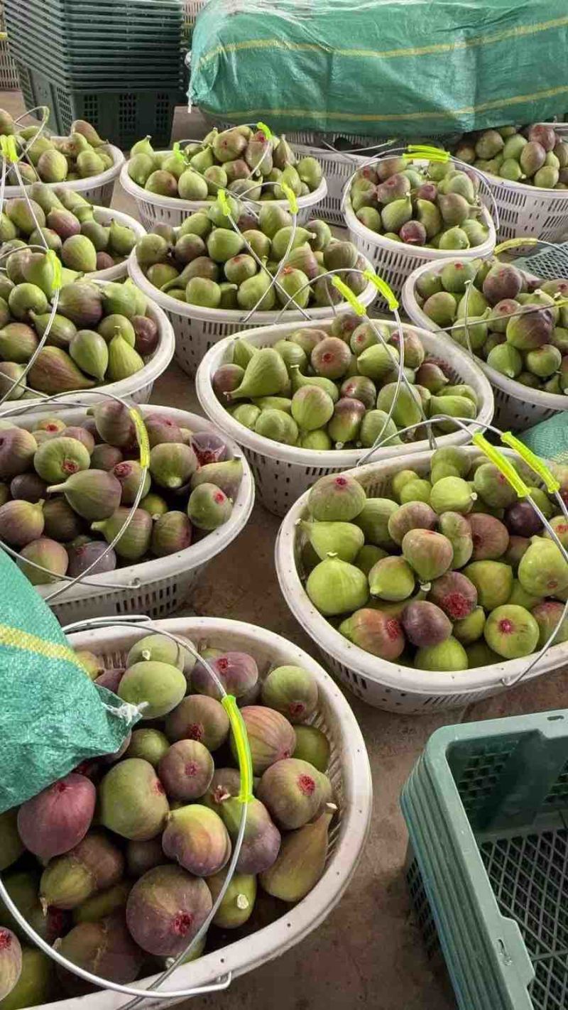 产地直发无花果四季不断货保证质量软糯香甜包破损