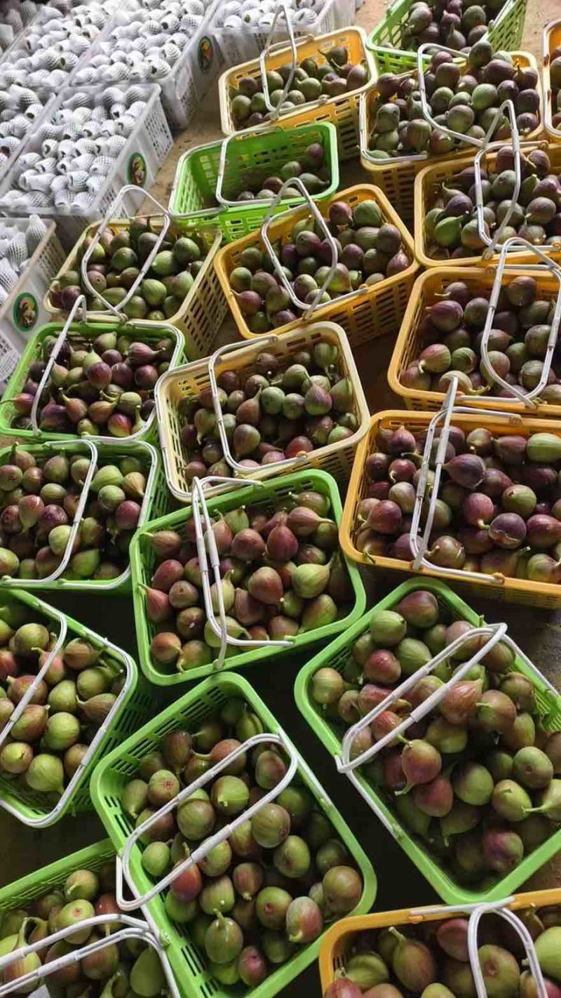 产地直发无花果四季不断货保证质量软糯香甜包破损
