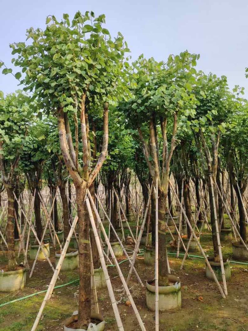 宫粉紫荆骨架10-25，各种规格，大量低价出售
