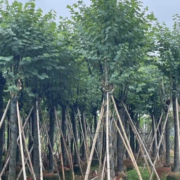 宫粉紫荆骨架10-25，各种规格，大量低价出售