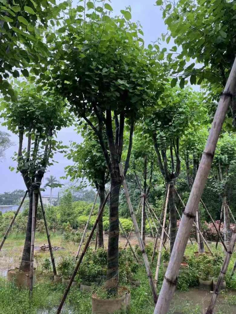 宫粉紫荆骨架10-25，各种规格，大量低价出售