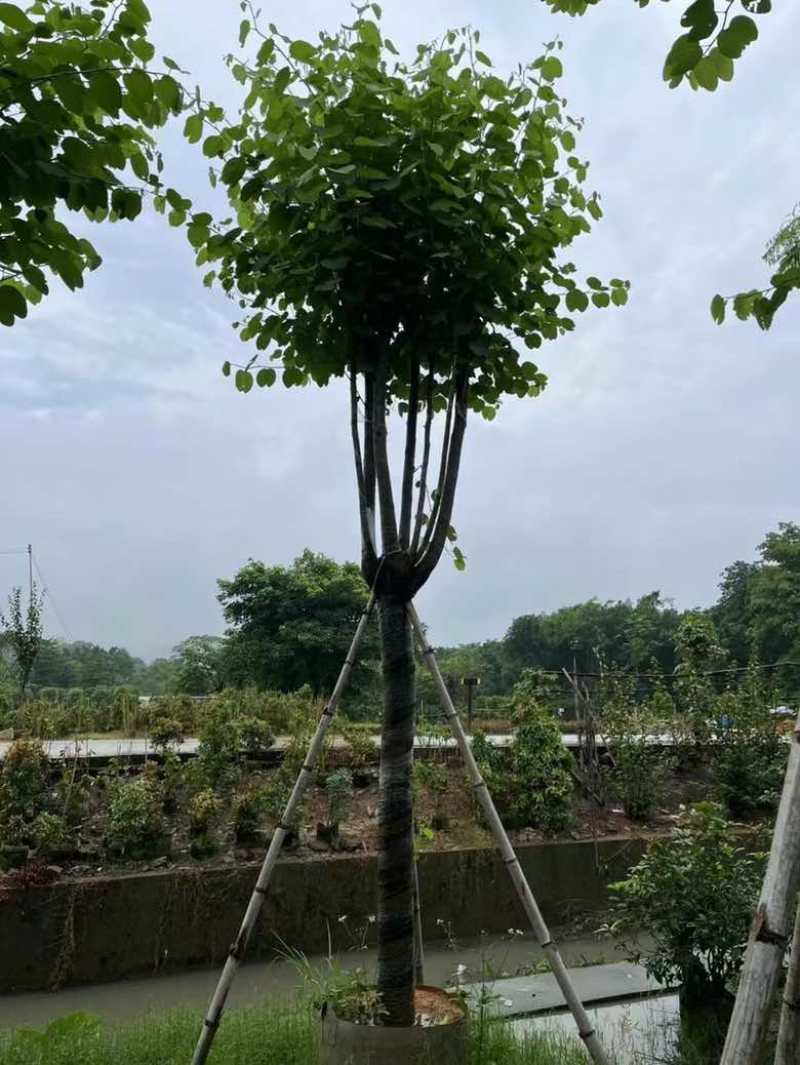 宫粉紫荆骨架10-25，各种规格，大量低价出售