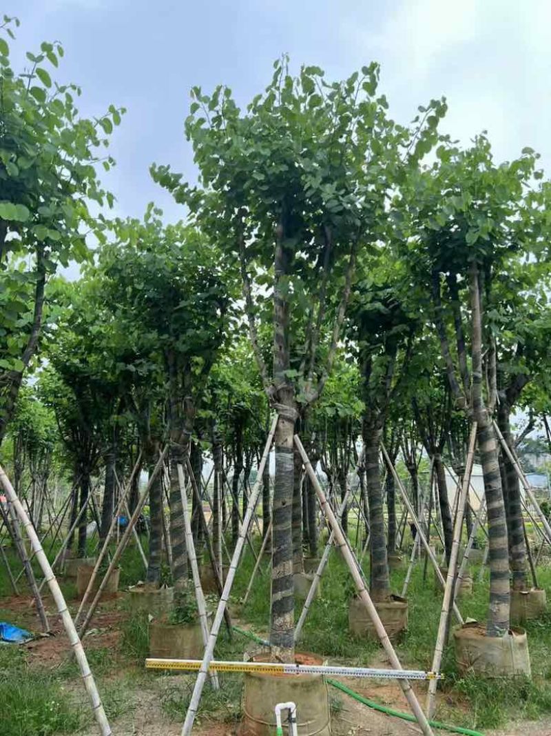 宫粉紫荆骨架10-25，各种规格，大量低价出售