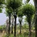 宫粉紫荆骨架10-25，各种规格，大量低价出售