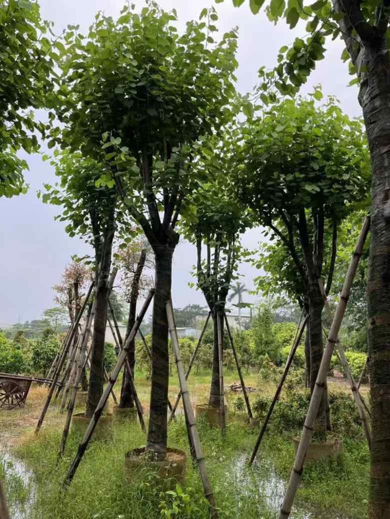 宫粉紫荆骨架10-25，各种规格，大量低价出售