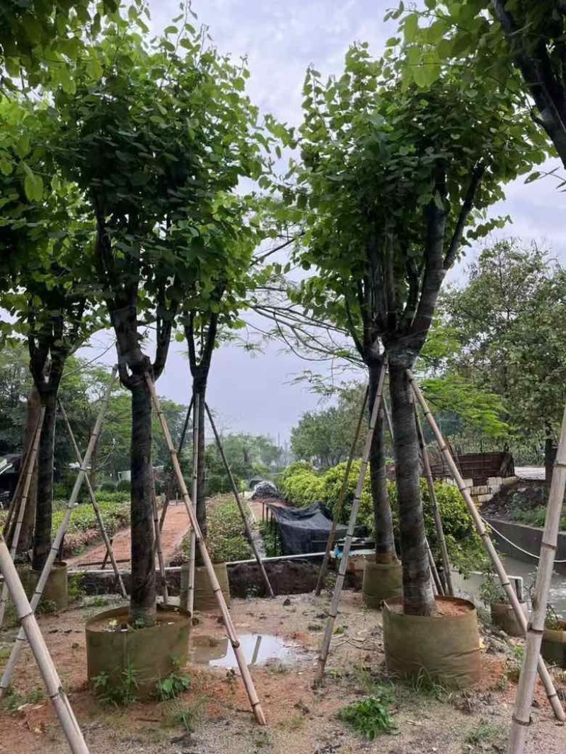 宫粉紫荆骨架10-25，各种规格，大量低价出售