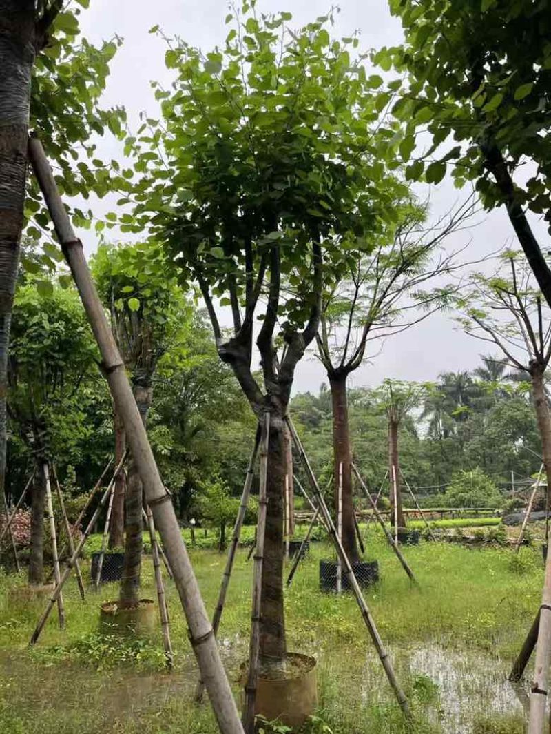 宫粉紫荆骨架10-25，各种规格，大量低价出售