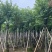 宫粉紫荆骨架10-25，各种规格，大量低价出售