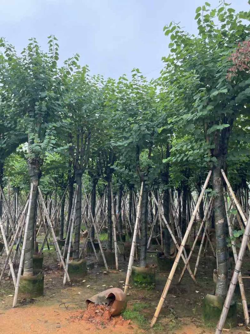 宫粉紫荆骨架10-25，各种规格，大量低价出售