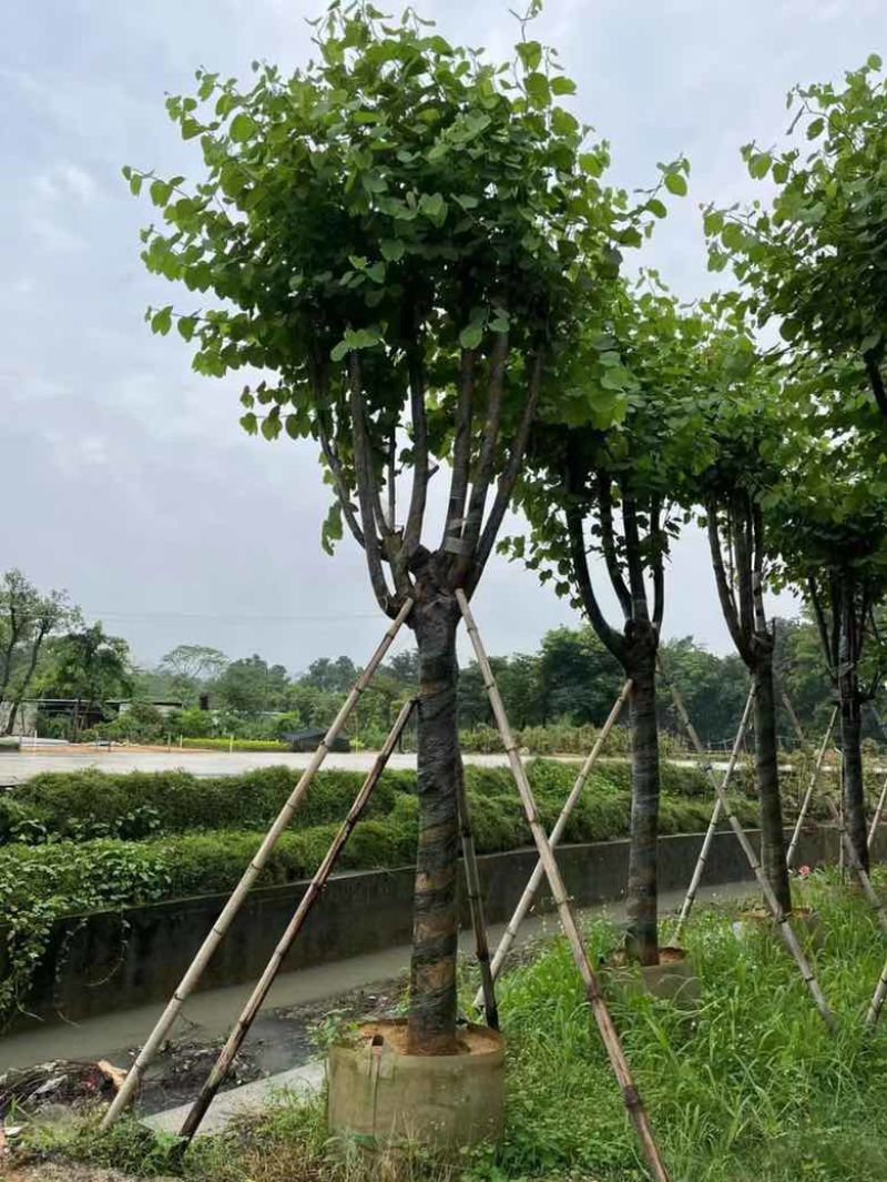 宫粉紫荆骨架10-25，各种规格，大量低价出售
