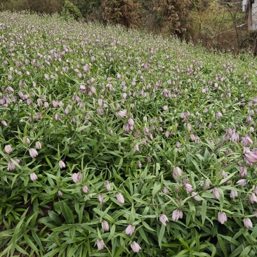 湖北恩施贝母贝母种球高山种植不打农药
