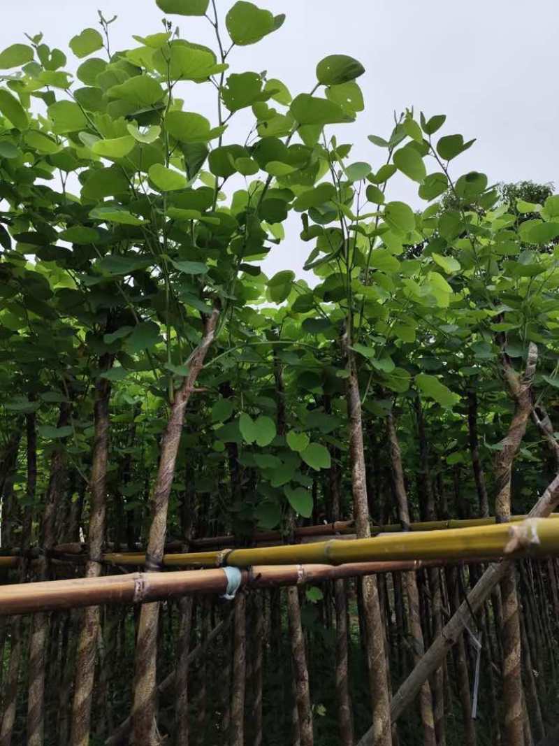 宫粉紫荆3-12分，各种规格，大量低价出售