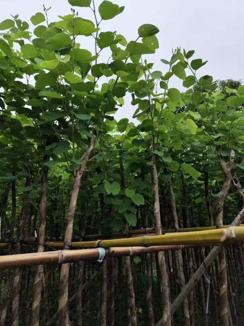 宫粉紫荆3-12分，各种规格，大量低价出售