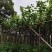 宫粉紫荆3-12分，各种规格，大量低价出售
