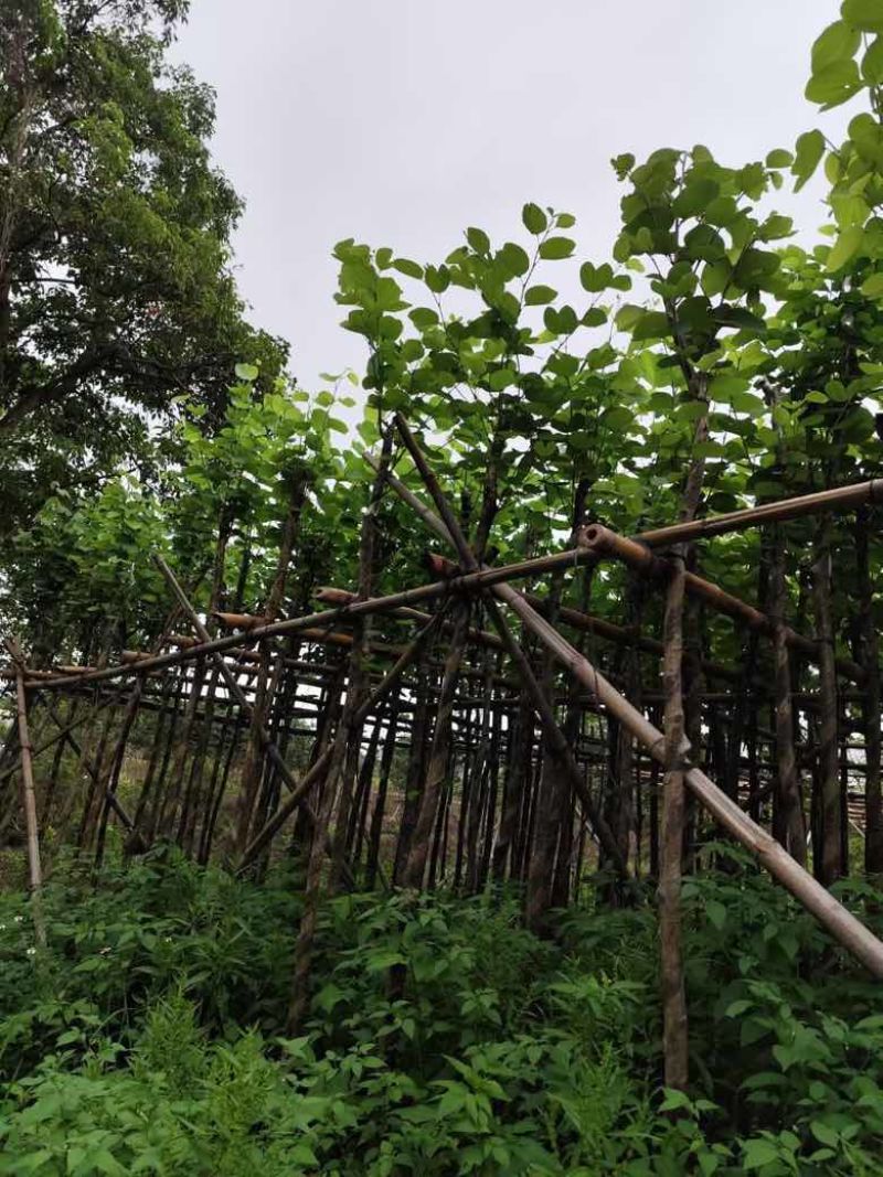 宫粉紫荆3-12分，各种规格，大量低价出售