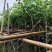 宫粉紫荆3-12分，各种规格，大量低价出售