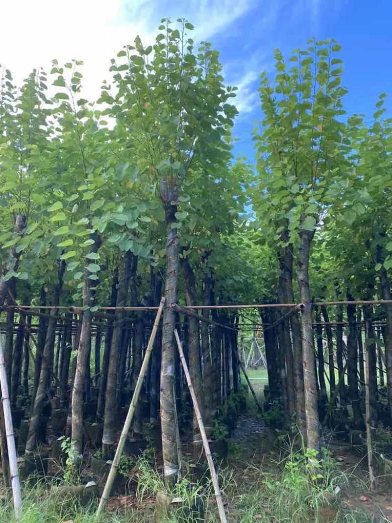 宫粉紫荆3-12分，各种规格，大量低价出售