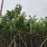 宫粉紫荆3-12分，各种规格，大量低价出售