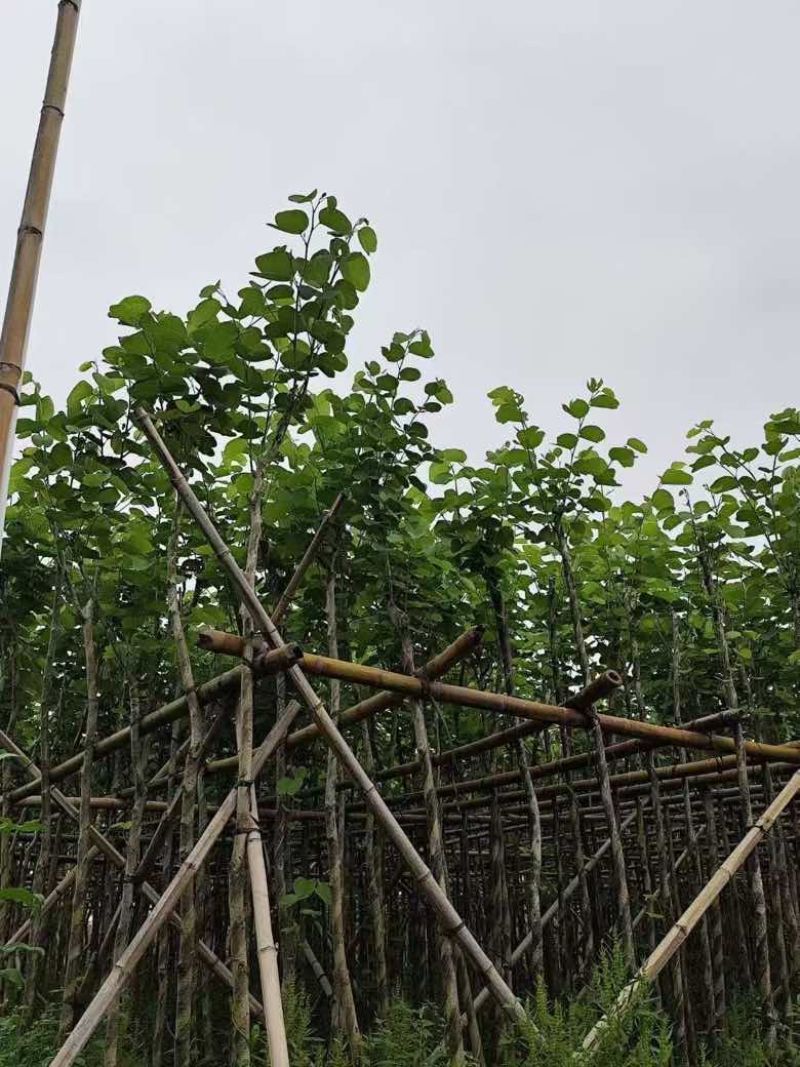 宫粉紫荆3-12分，各种规格，大量低价出售