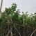 宫粉紫荆3-12分，各种规格，大量低价出售