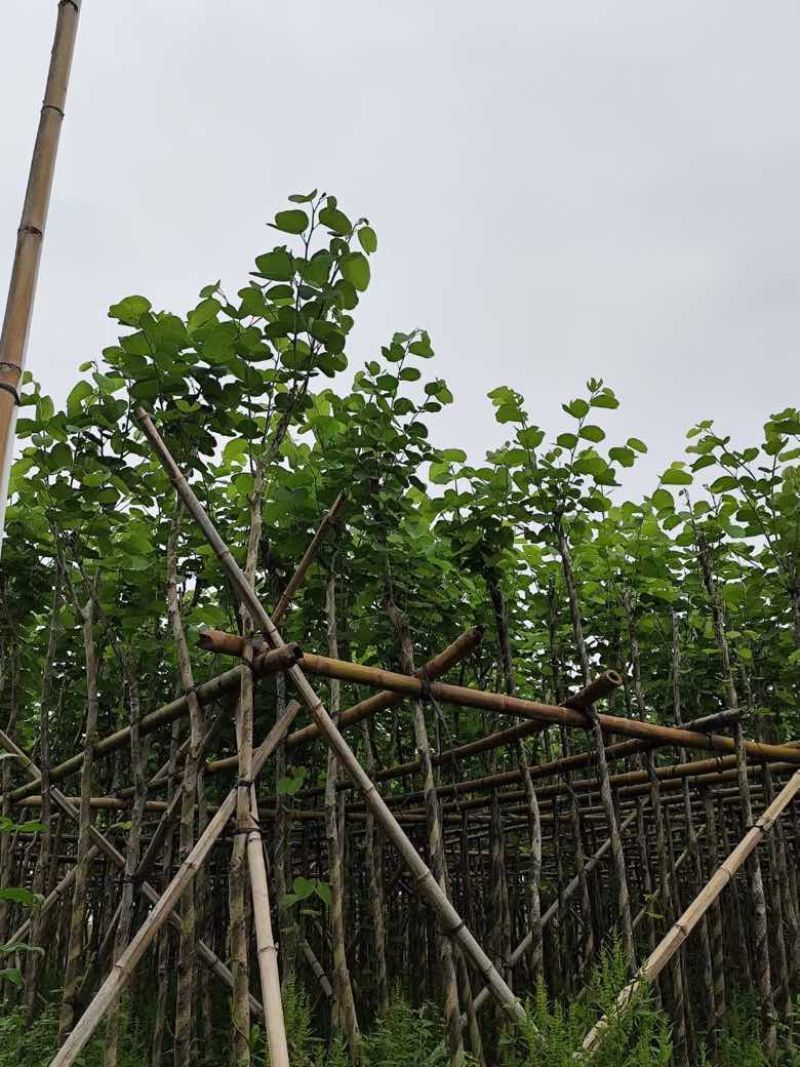 宫粉紫荆3-12分，各种规格，大量低价出售