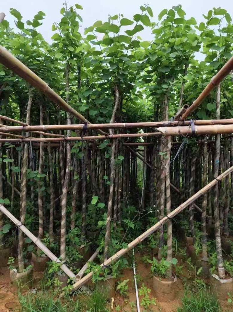 宫粉紫荆3-12分，各种规格，大量低价出售