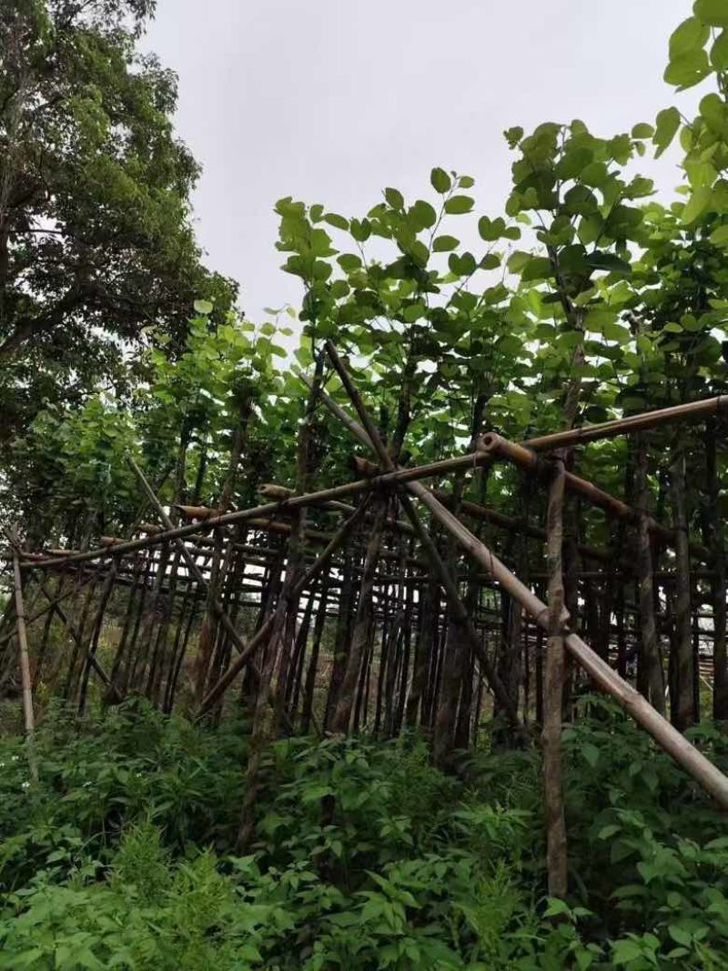 宫粉紫荆3-12分，各种规格，大量低价出售