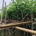 宫粉紫荆3-12分，各种规格，大量低价出售