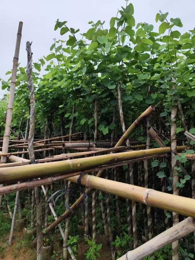 宫粉紫荆3-12分，各种规格，大量低价出售