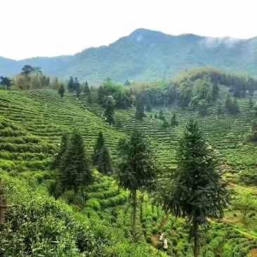 黄山毛峰明前茶