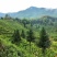 黄山毛峰明前茶