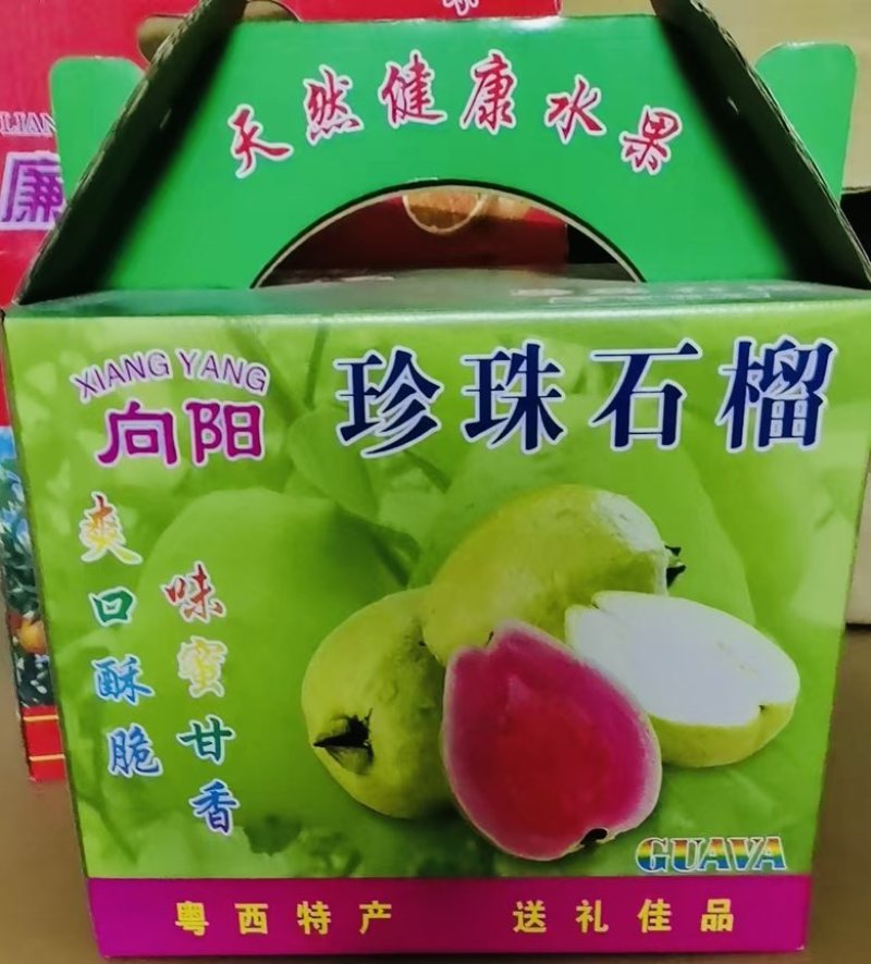 白心番石榴芭乐批发