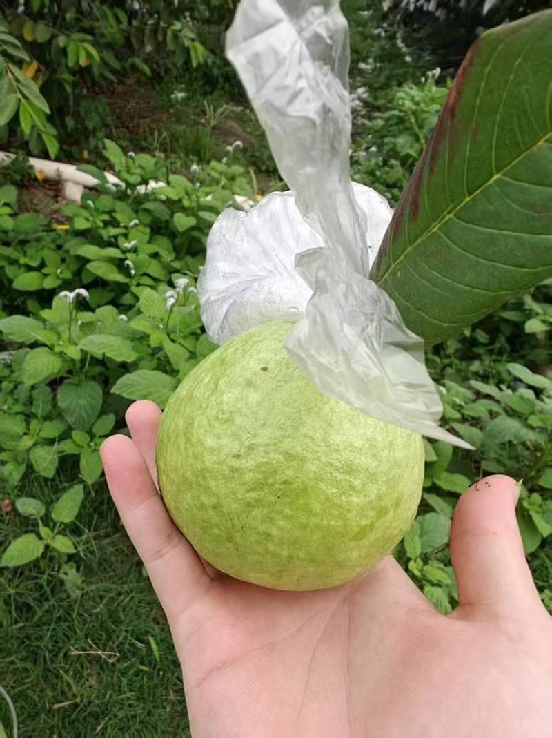 白心番石榴芭乐批发
