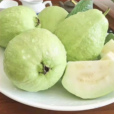 白心番石榴芭乐批发