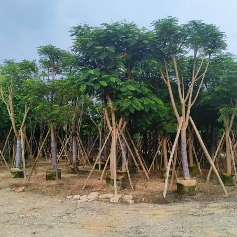 凤凰木骨架10-30分，各种规格，大量低价出售