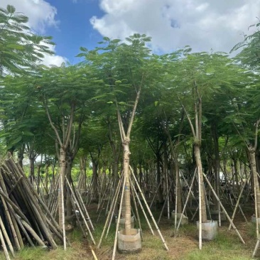 凤凰木骨架10-30分，各种规格，大量低价出售