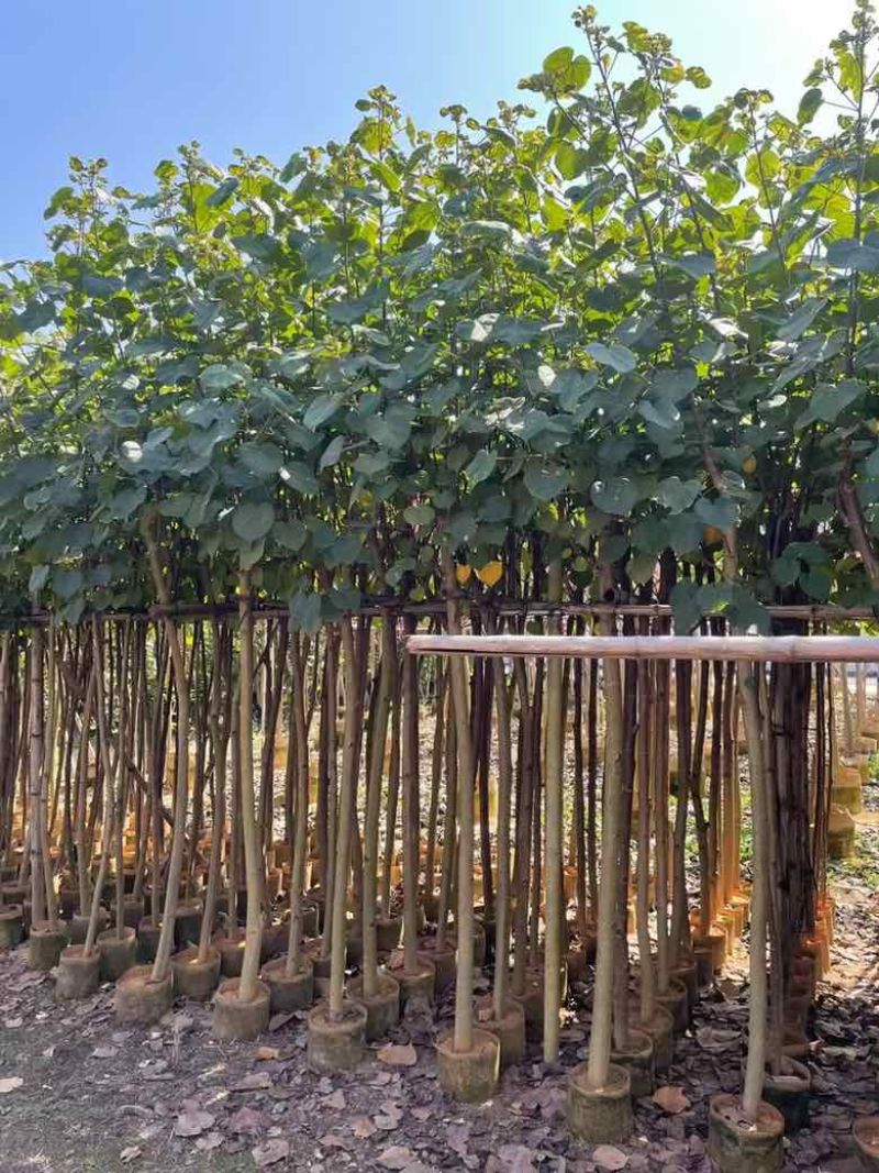黄瑾1-30分，各种规格，大量低价出售