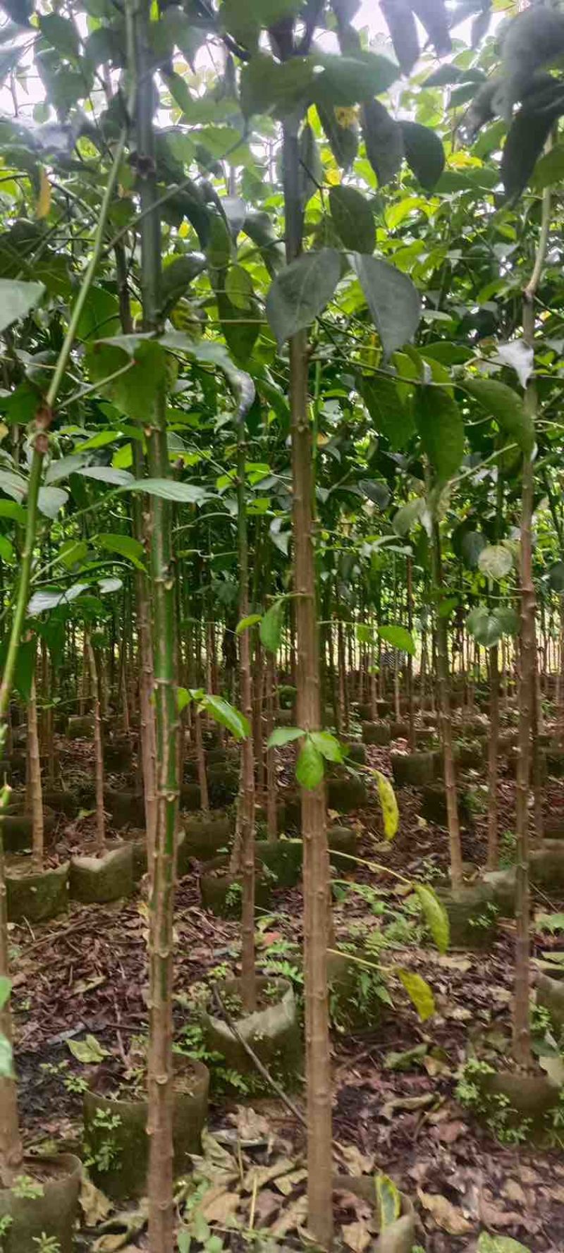 秋枫原生苗1-5分，各种规格，大量低价出售